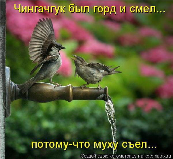 Котоматрица: Чингачгук был горд и смел... потому-что муху съел...