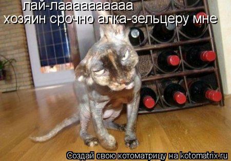 Котоматрица: лай-лаааааааааа хозяин срочно алка-зельцеру мне