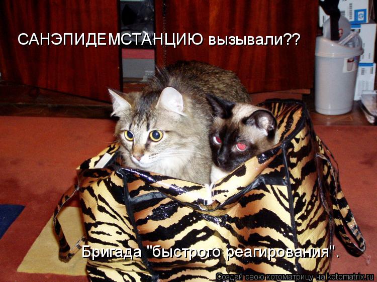 Котоматрица: САНЭПИДЕМСТАНЦИЮ вызывали?? Бригада "быстрого реагирования".