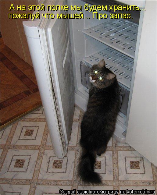 Котоматрица: А на этой полке мы будем хранить... пожалуй что мышей... Про запас.