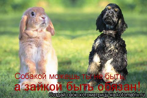 Котоматрица: Собакой можешь ты не быть,  а зайкой быть обязан!