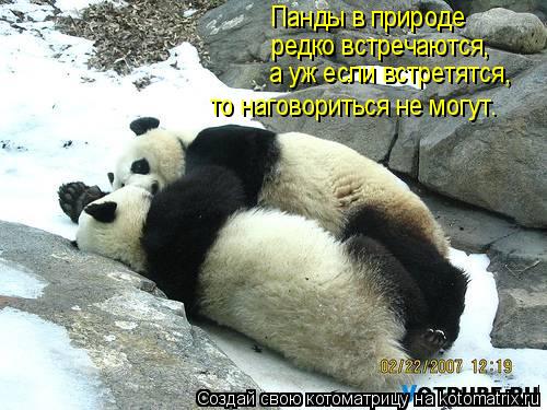 Котоматрица: Панды в природе  редко встречаются, а уж если встретятся, то наговориться не могут.