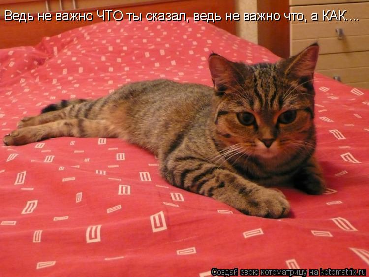 Котоматрица: Ведь не важно ЧТО ты сказал, ведь не важно что, а КАК....