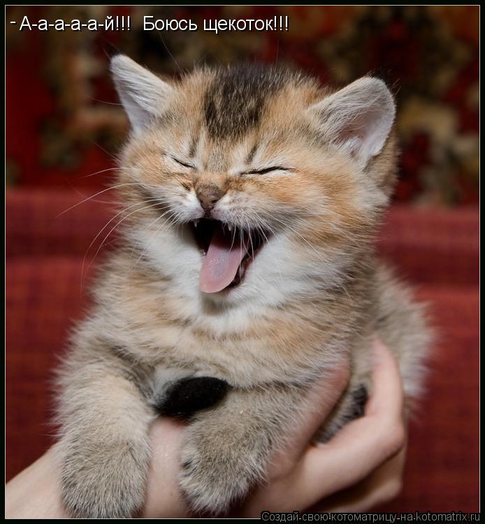 Котоматрица: А-а-а-а-а-й!!! Боюсь щекоток!!! -