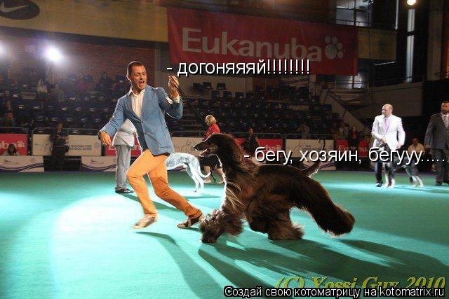 Котоматрица: - догоняяяй!!!!!!!! - бегу, хозяин, бегууу.....