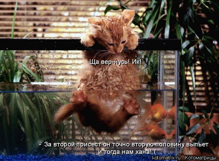 Котоматрица: За второй присест он точно вторую половину выпьет и тогда нам хана! ( - Ща вер-нусь! Ик!