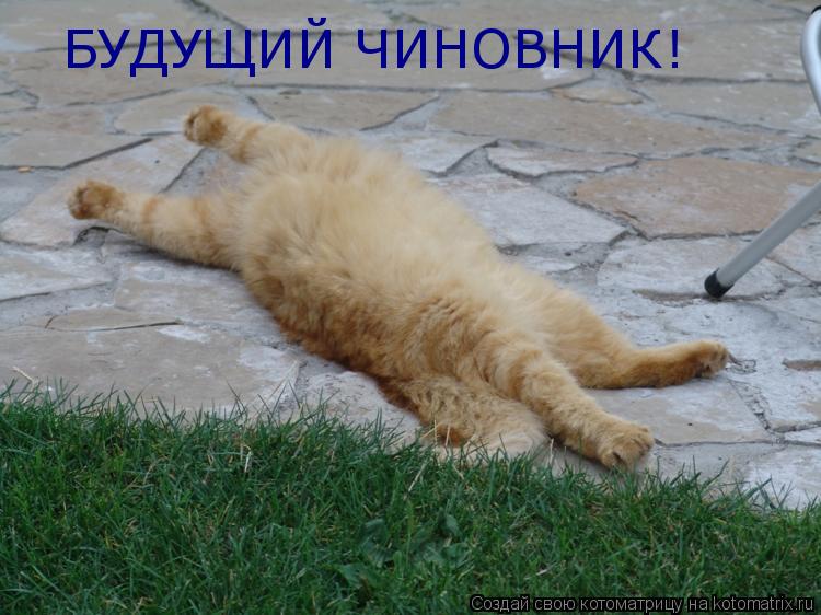 Котоматрица: БУДУЩИЙ ЧИНОВНИК!