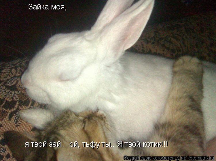 Котоматрица: Зайка моя, я твой зай... ой, тьфу ты.. Я твой котик!!!