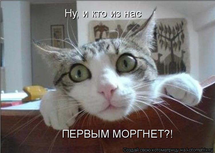 Котоматрица: Ну, и кто из нас ПЕРВЫМ МОРГНЕТ?!