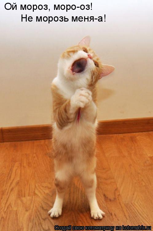 Котоматрица: Ой мороз, моро-оз! Не морозь меня-а!