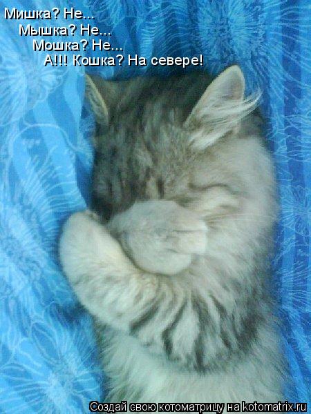 Котоматрица: Мишка? Не... Мышка? Не... Мошка? Не... А!!! Кошка? На севере!