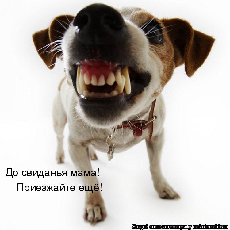 Котоматрица: До свиданья мама! Приезжайте ещё!