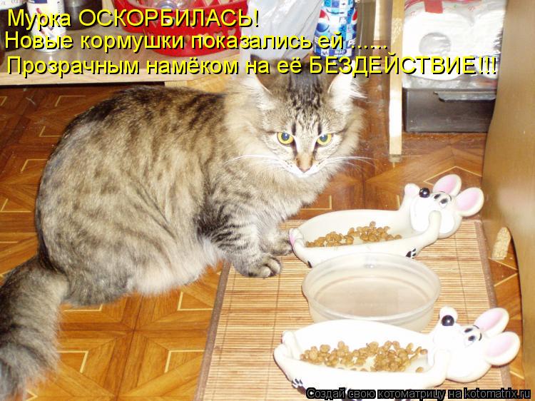 Котоматрица: Мурка ОСКОРБИЛАСЬ! Новые кормушки показались ей ...... Прозрачным намёком на её БЕЗДЕЙСТВИЕ!!!