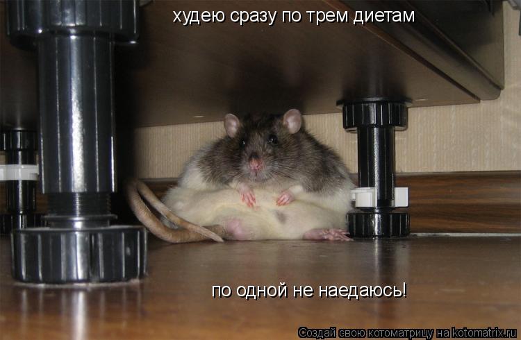 Котоматрица: худею сразу по трем диетам по одной не наедаюсь!