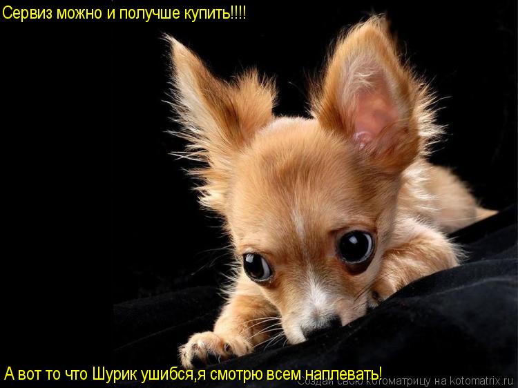 Котоматрица: Сервиз можно и получше купить!!!! А вот то что Шурик ушибся,я смотрю всем наплевать!