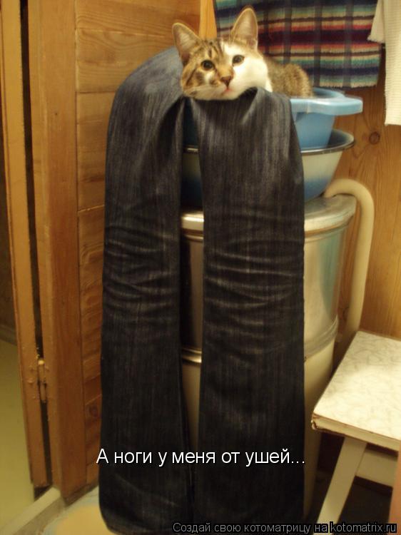 Котоматрица: А ноги у меня от ушей...