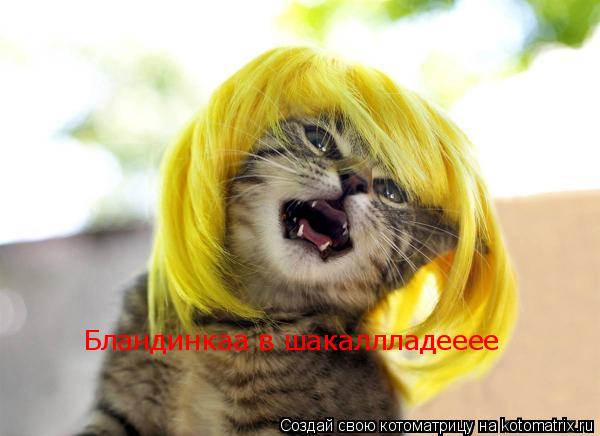 Котоматрица: Бландинкаа в шакаллладееее