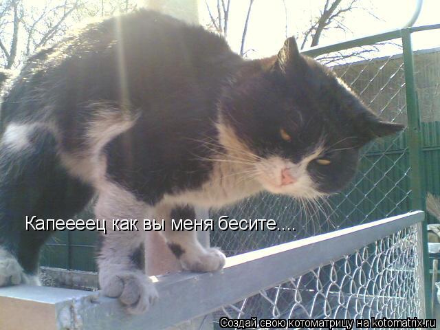 Котоматрица: Капеееец как вы меня бесите....