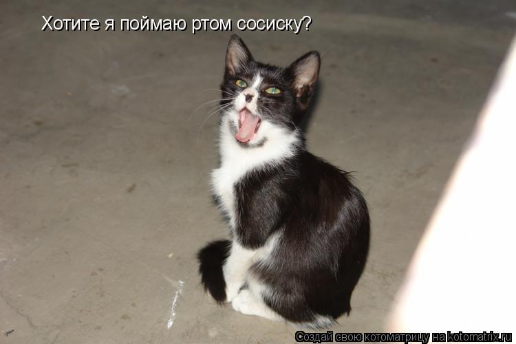 Котоматрица: Хотите я поймаю ртом сосиску?