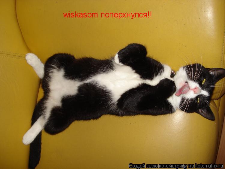 Котоматрица: wiskasom поперхнулся!!