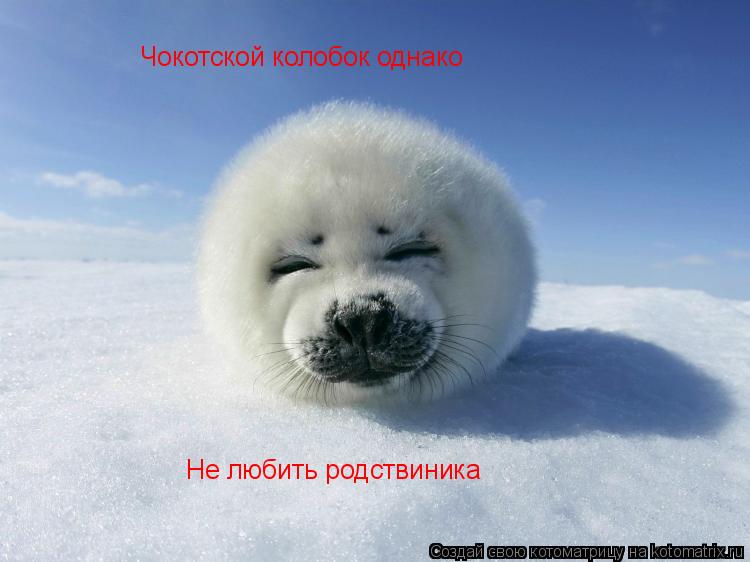 Котоматрица: Чокотской колобок однако Не любить родствиника