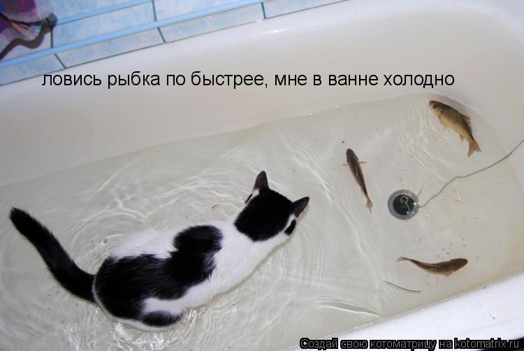 Котоматрица: ловись рыбка по быстрее, мне в ванне холодно
