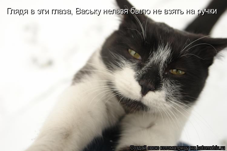 Котоматрица: Глядя в эти глаза, Ваську нельзя было не взять на ручки
