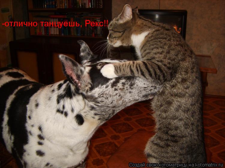 Котоматрица: -отлично танцуешь, Рекс!!