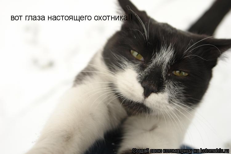 Котоматрица: вот глаза настоящего охотника!!