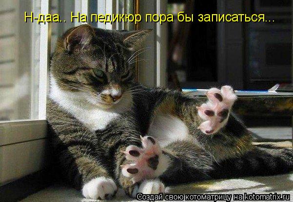 Котоматрица: Н-даа.. На педикюр пора бы записаться...
