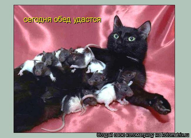 Котоматрица: сегодня обед удастся