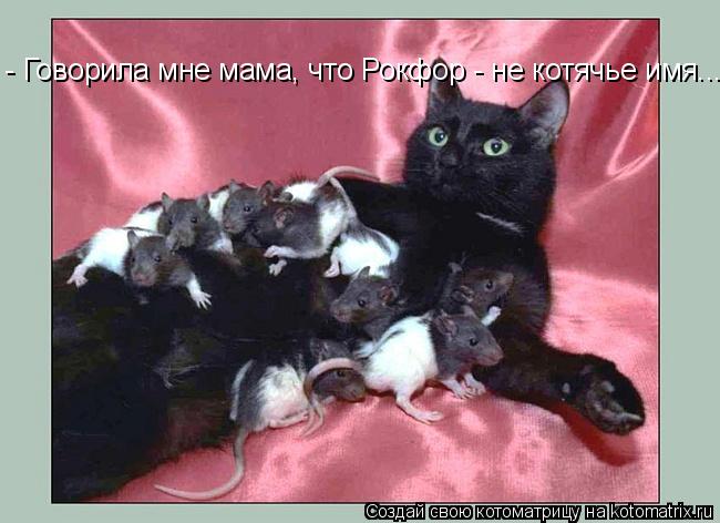 Котоматрица: - Говорила мне мама, что Рокфор - не котячье имя...