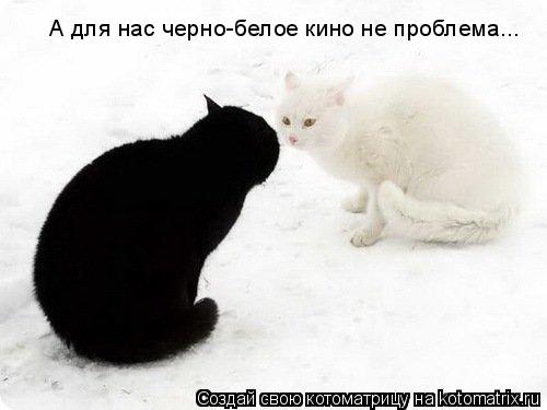 Котоматрица: А для нас черно-белое кино не проблема...
