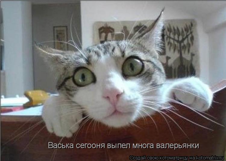 Котоматрица: Васька сегооня выпел многа валерьянки