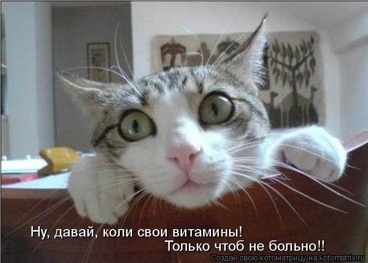 Котоматрица: Ну, давай, коли свои витамины!  Только чтоб не больно!!