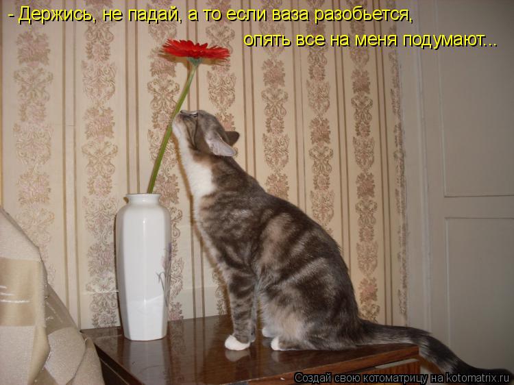 Котоматрица: - Держись, не падай, а то если ваза разобьется, опять все на меня подумают...