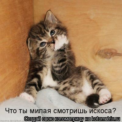Котоматрица: Что ты милая смотришь искоса?