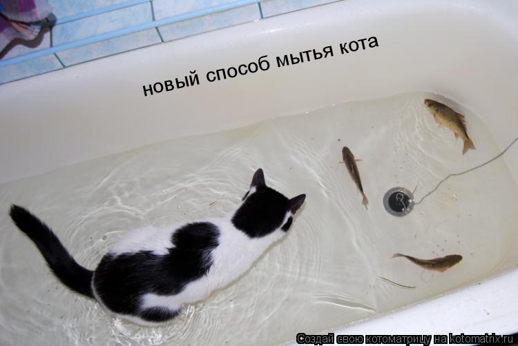 Котоматрица: новый способ мытья кота