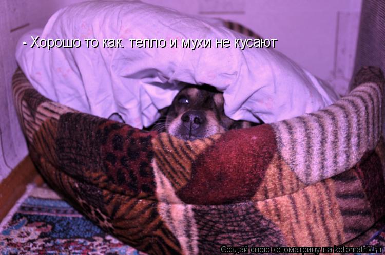 Котоматрица: - Хорошо то как. тепло и мухи не кусают