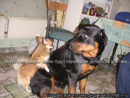 Котоматрица: интересно какими щенки будут,переводняк интересно всё-таки