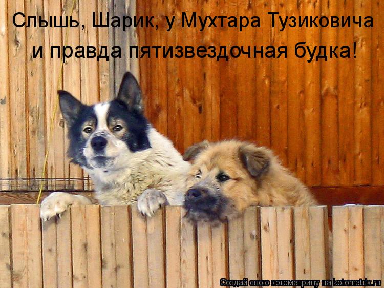 Котоматрица: Слышь, Шарик, у Мухтара Тузиковича и правда пятизвездочная будка!