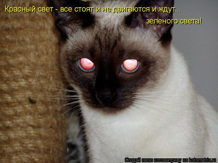 Красный свет - все стоят и не двигаются и ждут... зеленого света!... Котоматрица: Красный свет - все стоят и не двигаются и ждут... зеленого света!
