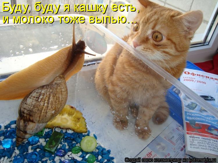 Котоматрица: Буду, буду я кашку есть,  и молоко тоже выпью...