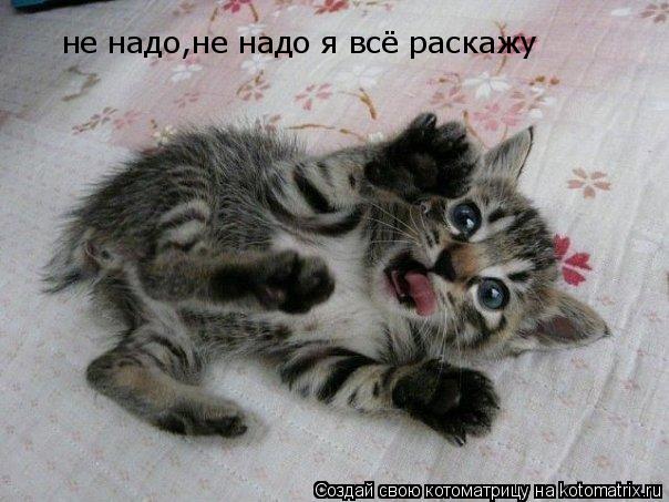 Котоматрица: не надо,не надо я всё раскажу