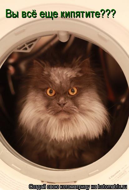 Котоматрица: Вы всё еще кипятите???