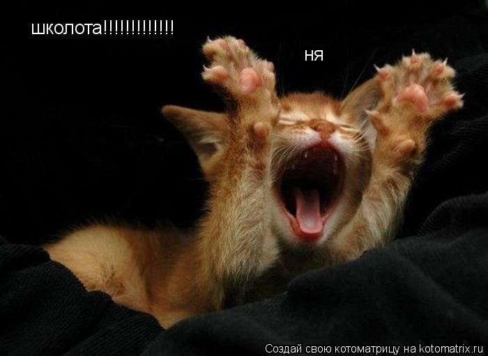 Котоматрица: школота!!!!!!!!!!!!! ня