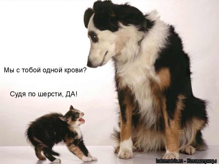 Мы с тобой одной крови? Судя по шерсти, ДА!... Котоматрица: Мы с тобой одной крови? Судя по шерсти, ДА!