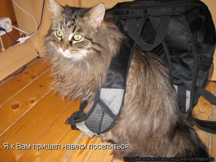 Котоматрица: Я к Вам пришел навеки поселиться...