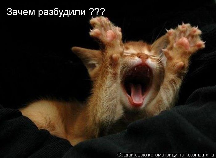Котоматрица: Зачем разбудили ???