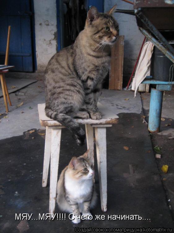 Котоматрица: МЯУ...МЯУ!!!! С чего же начинать....